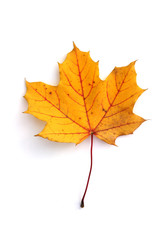 Naklejka na ściany i meble ¯ółty jesienny liść