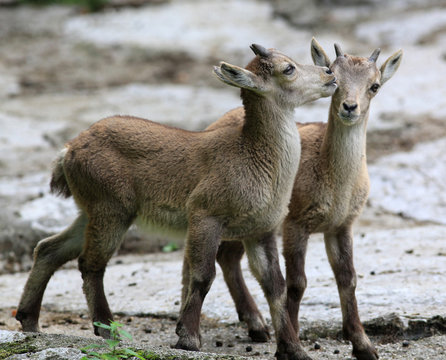 Steinbock - Babies