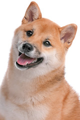 Shiba Inu dog in front of a white background