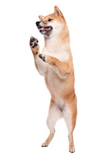 Shiba Inu dog in front of a white background