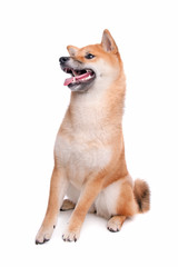 Shiba Inu dog in front of a white background