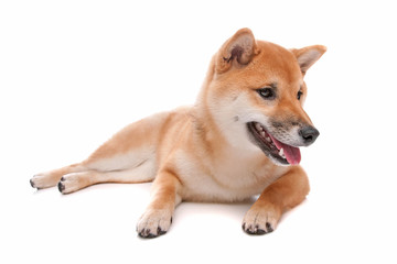 Shiba Inu dog in front of a white background