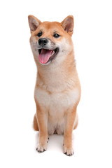 Shiba Inu dog in front of a white background