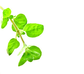 Gewuerze. Auf dem Kuchen-Tisch. Oregano