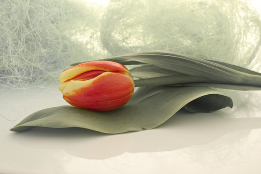 Tulip in interesting colors