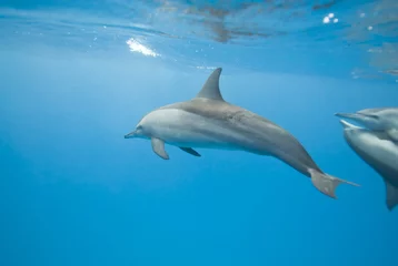  Zwemmende Spinner dolfijnen. © caan2gobelow