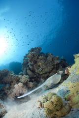 Bluespotted stingray swimming away over a tropical coral reef.