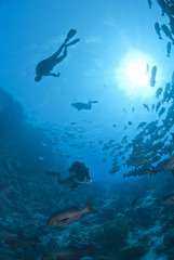 Scuba divers silhouettes and school of Twinspot snapper.
