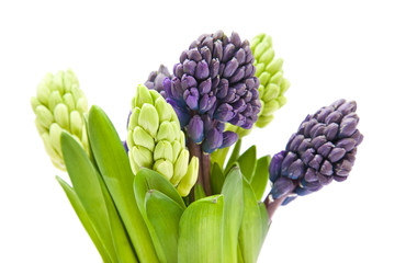 Obraz premium bunch of blue and white hyacinth bud cluster isolated;