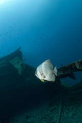 One Longfin batfish on the shipwreck of the SS Thistlegorm.