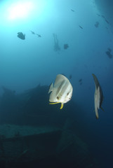Small school of Longfin batfish and small diver silhouette.