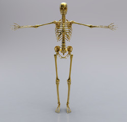 Human gold skeleton