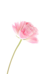 ラナンキュラス アルボア