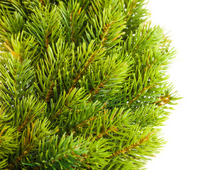 branch of Christmas tree on white