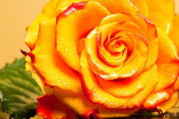 yellow rose isolated on orange background