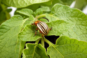 Colorado potato beetle