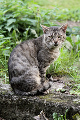 chat errant au regard méchant