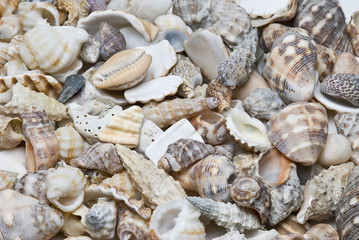 Seashells.