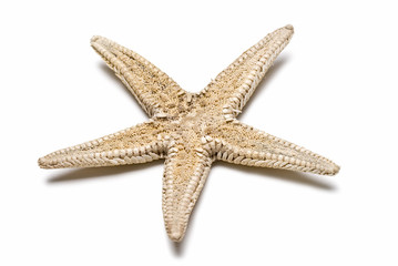 Estrella de mar.