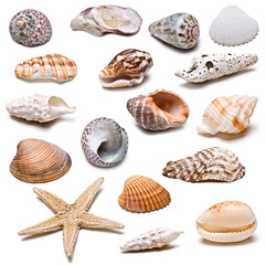 Colección de conchas marinas. - obrazy, fototapety, plakaty