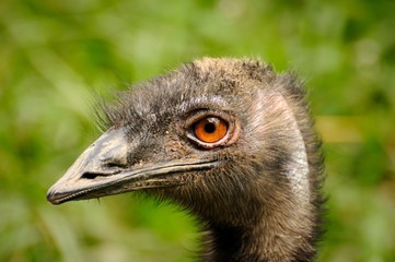 ostrich profile