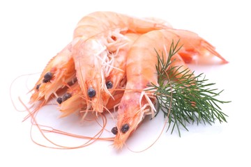 Scampi