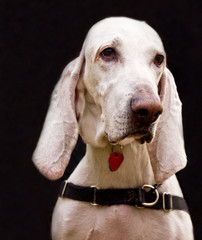 Hound Dog