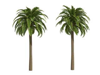 Palms isolated on white background