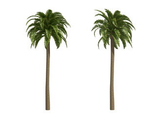 Palms isolated on white background