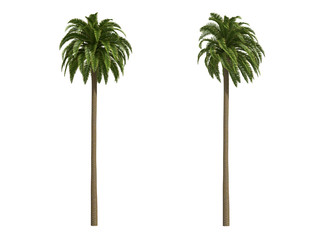 Palms isolated on white background