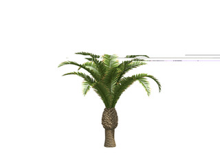 Palms isolated on white background