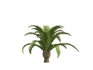 Palms isolated on white background