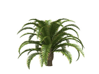 Palms isolated on white background