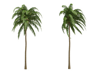 Palms isolated on white background