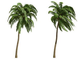 Palms isolated on white background