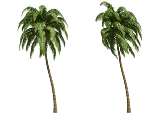 Palms isolated on white background