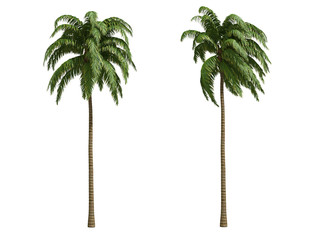 Palms isolated on white background
