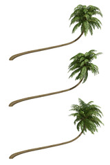 Palms isolated on white background