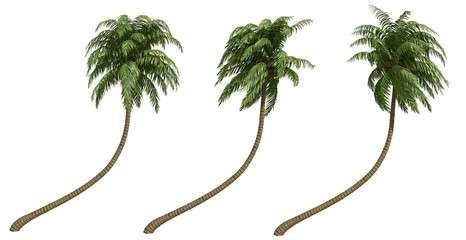 Palms isolated on white background