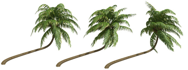 Palms isolated on white background