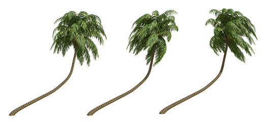 Palms isolated on white background