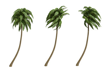 Palms isolated on white background