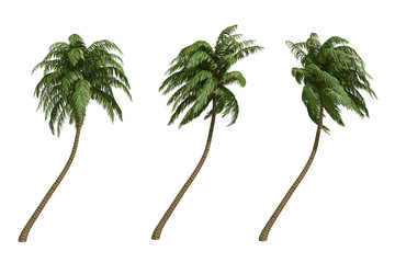 Palms isolated on white background