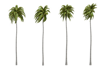 Palms isolated on white background