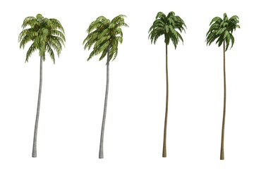 Palms isolated on white background