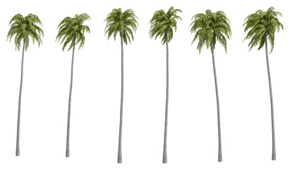 Palms isolated on white background