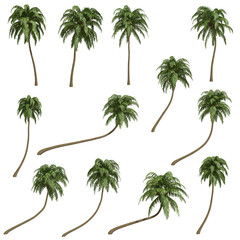Palms isolated on white background