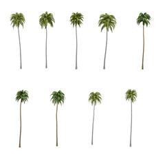 Palms isolated on white background