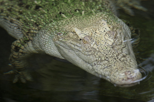 Leistenkrokodil