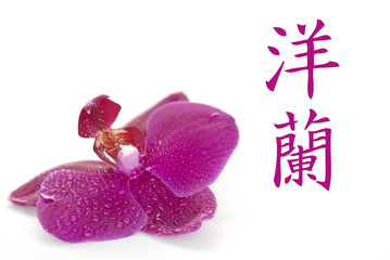 Orchidee, chinesisches Zeichen für Orchidee